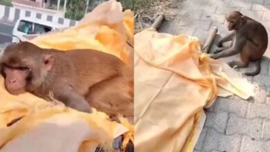 After the death of the monkey, the female monkey also gave up her life, people said - suicide in separation