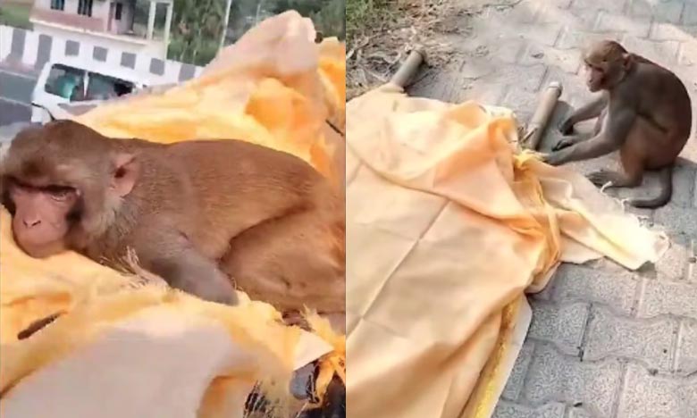 After the death of the monkey, the female monkey also gave up her life, people said - suicide in separation