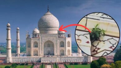 Plant sprouts on Taj Mahal's dome, sparks maintenance concerns