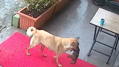 Unbelievable Dog rushes to clinic to save her puppys life